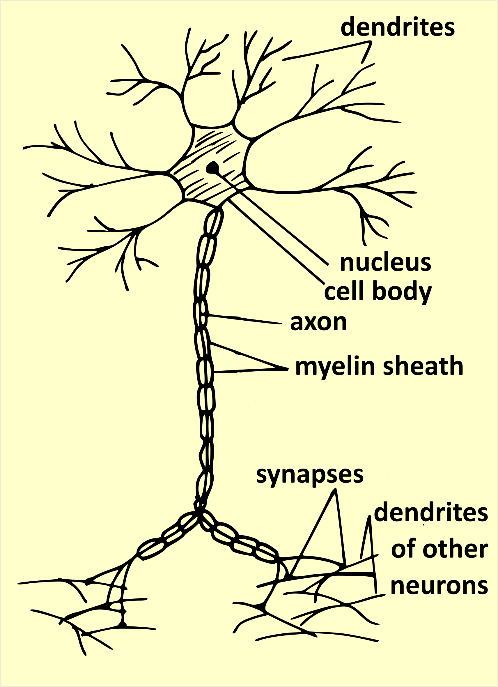 Neuron structure Neuron structure