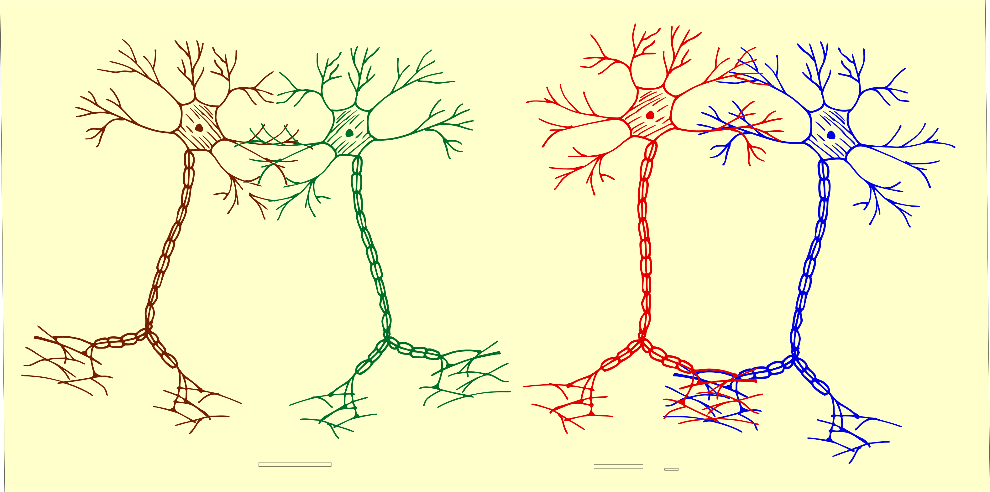 Diagrams of 4 neurons