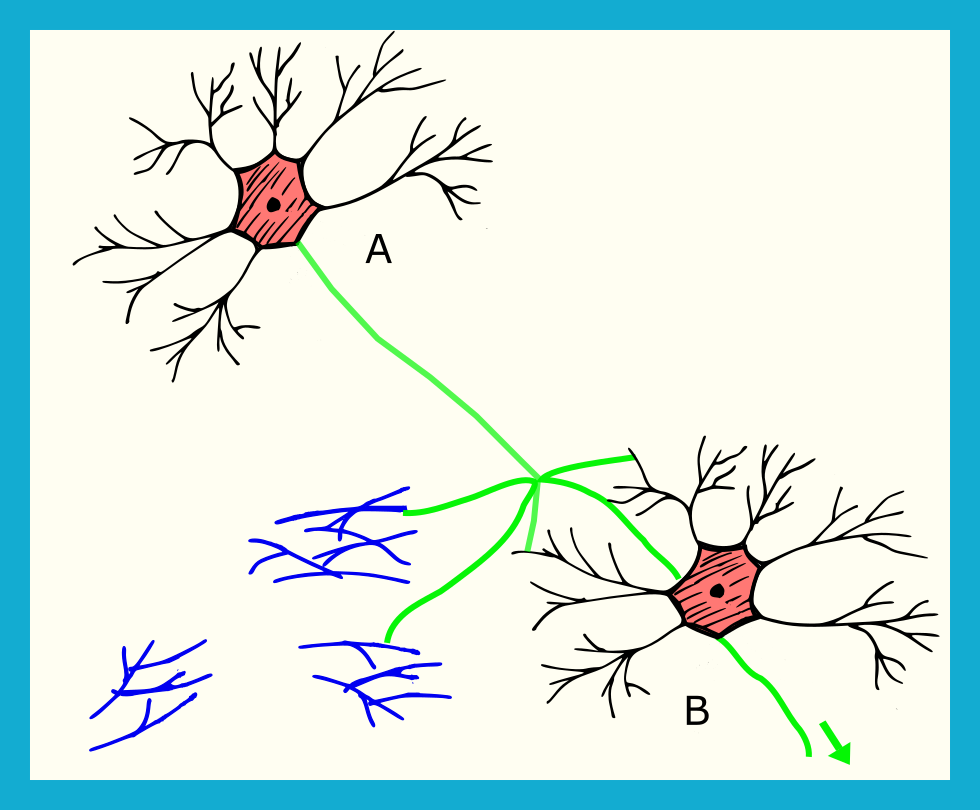 2 Neurons on White diagram of 2 neurons